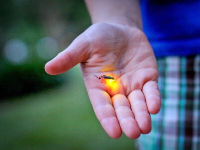 Fireflies On Palm