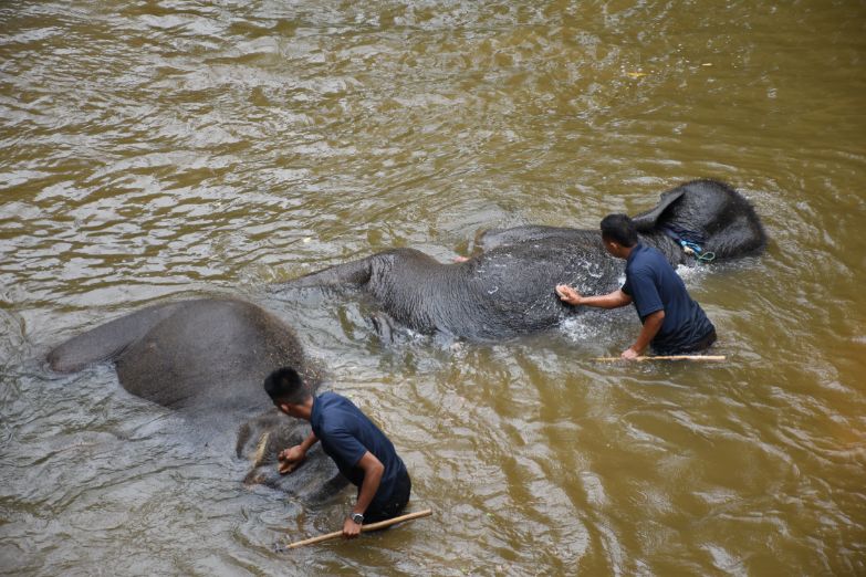 the close bond of the mahoots and their elephants